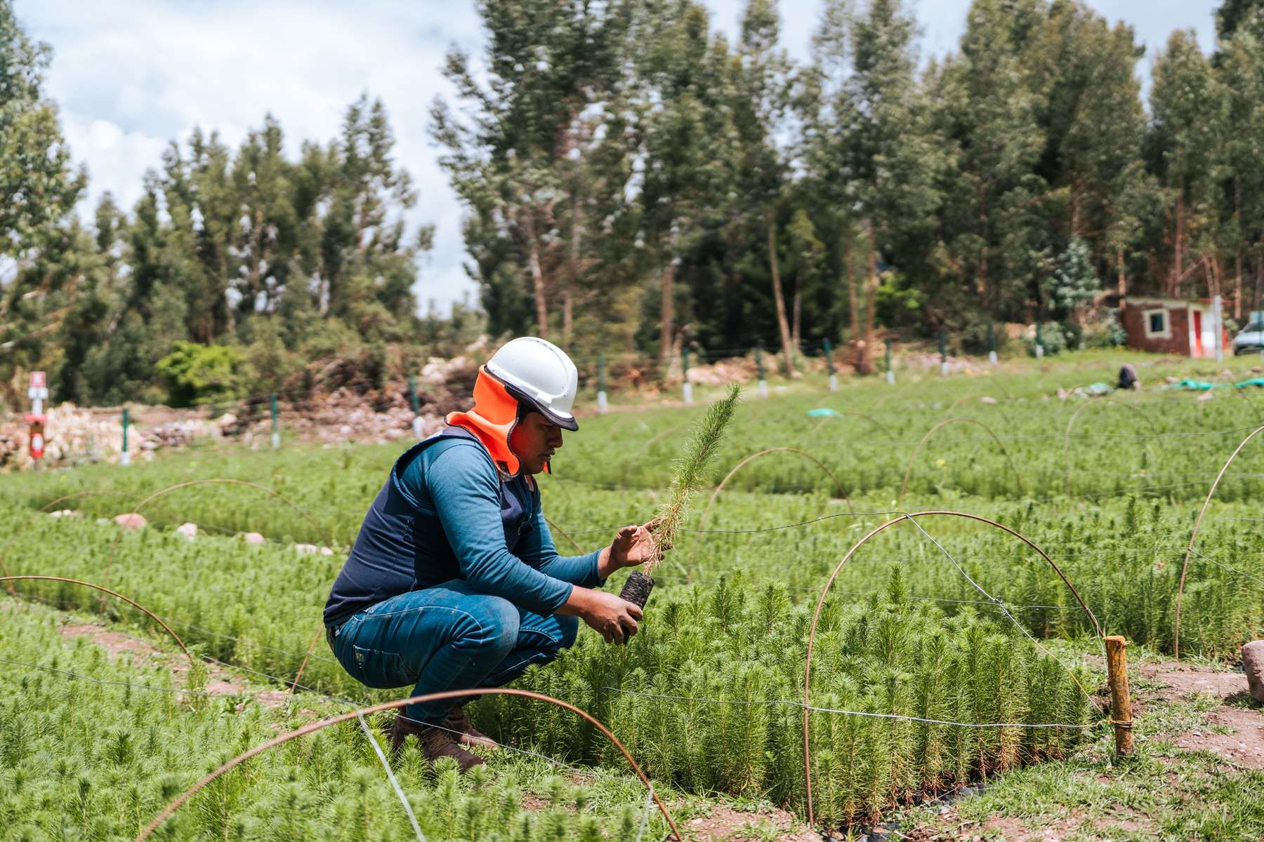 Field nursery work in Peru