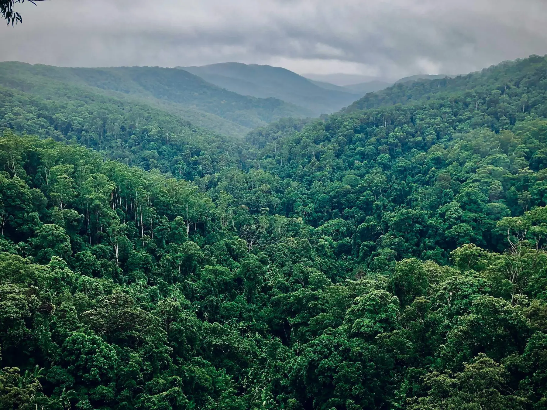 Andean-Amazon transition forest canopy, Peru