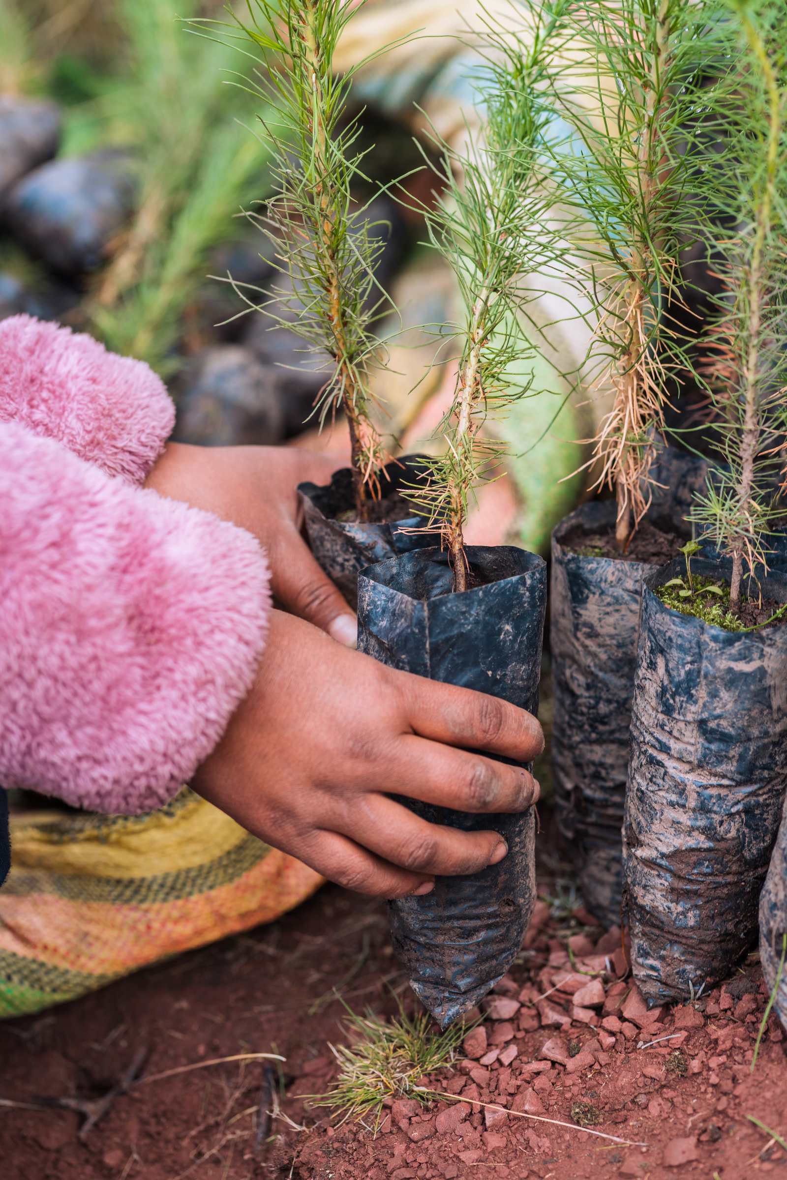 Hand holding tree seedlings in a Cusco nursery